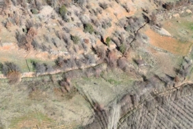 Nurhak’ta yaban domuzu avı yapıldı