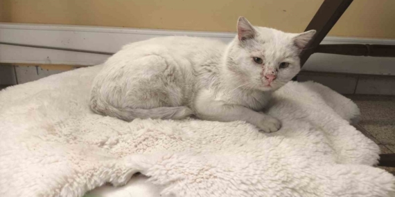 Okul, sokak kedisinin yuvası oldu