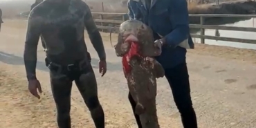 Olta yok, ağ yok: Karasu Çayı’nda çıplak elle yayın balığı avı