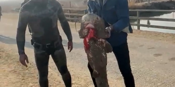 Olta yok, ağ yok: Karasu Çayı’nda çıplak elle yayın balığı avı