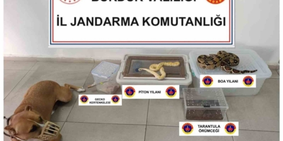 Operasyon yapılan ev hayvanat bahçesi gibi çıktı