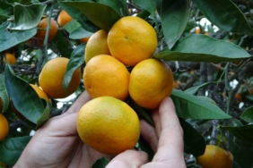 Ordu’da narenciye hasadı başladı