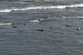 Ordu’da yaban ördekleri şöleni: 11 kuşluk sürü görüntülendi