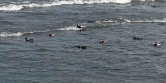 Ordu’da yaban ördekleri şöleni: 11 kuşluk sürü görüntülendi