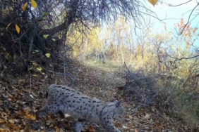 "Ormanın Hayaleti" vaşak Erzincan’da görüntülendi