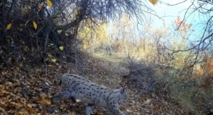 "Ormanın Hayaleti" vaşak Erzincan’da görüntülendi