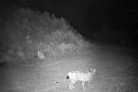 ’Ormanın hayaleti’ vaşak kamerada