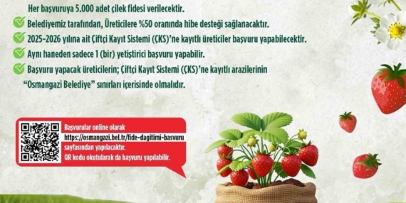 Osmangazi Belediyesi yüzde 50 hibeli çilek fidesi dağıtacak