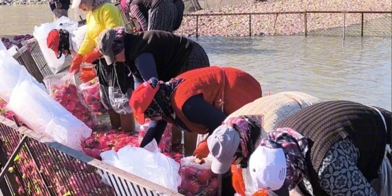 Osmaniye Kadirli’de turp mesaisi: Soğuk suda ekmek mücadelesi