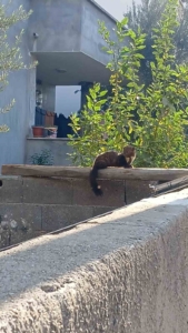 Osmaniye sokaklarında nadir misafir: Sansar güneşlenirken görüntülendi