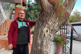 Osmaniye’de dut gövdesinden incir çıktı: Dut ağacının gövdesinde yetişip meyve veren incir ağacı şaşırttı