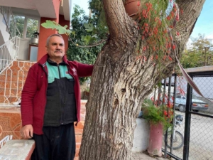 Osmaniye’de dut gövdesinden incir çıktı: Dut ağacının gövdesinde yetişip meyve veren incir ağacı şaşırttı