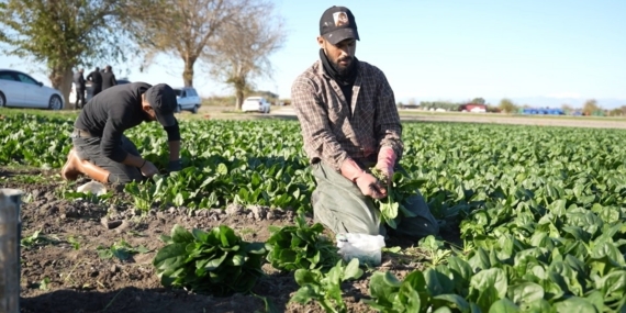 Osmaniye’de ıspanak hasadı başladı
