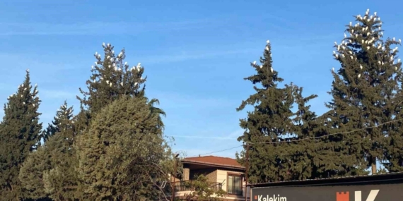 Osmaniye’de sığır balıkçıllarının kış konaklaması ilgi çekiyor