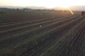 Osmaniye’nin altın ürünü yer fıstığı, hayvan yemi olarak da değerlendiriliyor