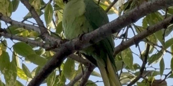 Pakistan papağanları adliye bahçesini mesken tuttu