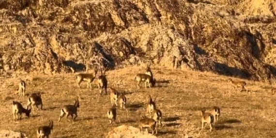 Palu’daki tarihi kalede dağ keçileri görüldü