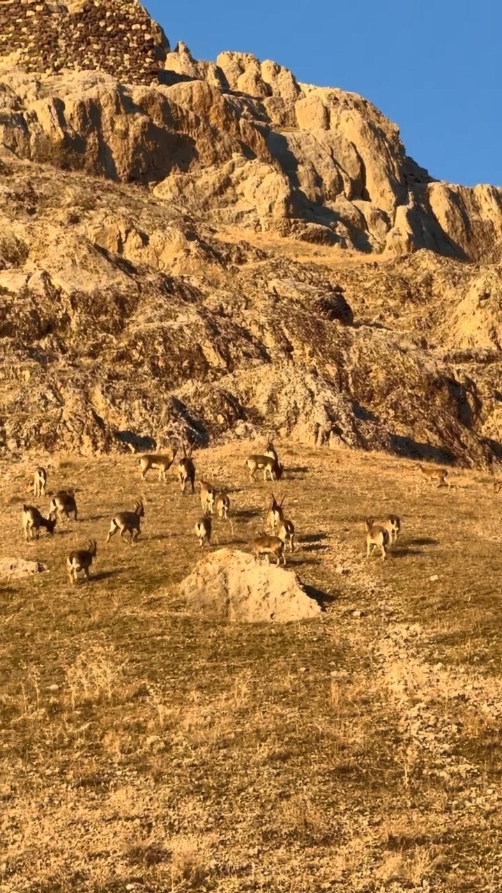 Palu’daki tarihi kalede dağ keçileri görüldü