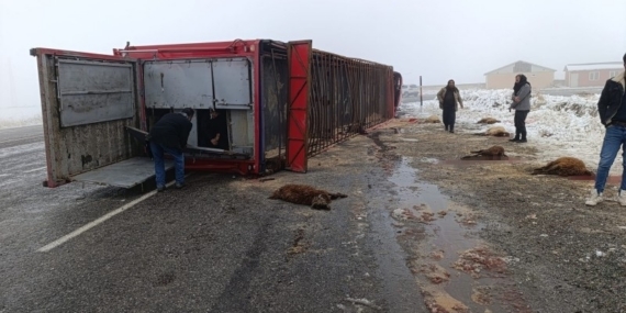 Patnos’ta hayvan yüklü tır devrildi: 10 küçükbaş telef oldu