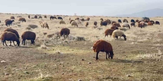 Patnos’ta kar yağmaması çiftçilerin yüzünü güldürdü
