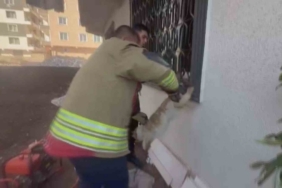 Pencere korkuluğunu sıkışan kediyi itfaiye kurtardı