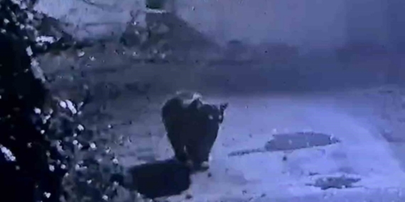 Rize’de avcıların yakalayamadığı ayı güvenlik kamerasına yakalandı