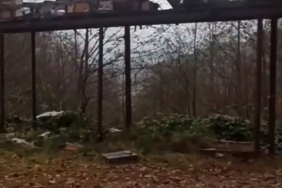 Rize’de ayılara demir profilli tezgah da çare olmadı