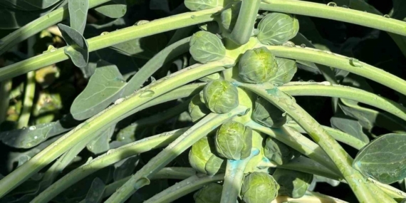 Rusya ve Hollanda lahanayı "Brüksel"den değil İznik’ten alıyor