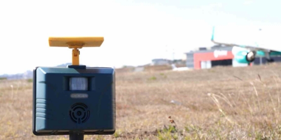 Sabiha Gökçen’de uçuş emniyeti için 7/24 yaban hayatla mücadele devam ediyor