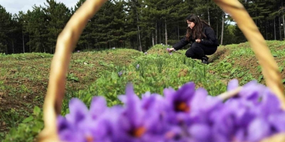 Safran, sarımsak ve kırmızı bibere bilimsel güvence