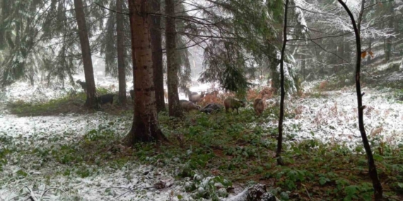 Sakarya’nın yüksek kesimleri beyaz örtüyle kaplandı