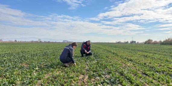 Salihli’de kışlık sebzelerde hastalık ve zararlılara karşı kontroller sürüyor