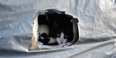 Samsun sahilinde kediler için sıcak yuva