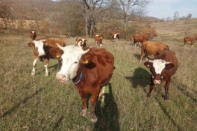 Samsun’da 2026 Şap Aşılama Programı başladı