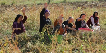 Samsun’da bitkisel ve hayvansal üretim destekleniyor