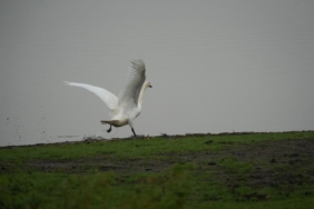Samsun’da yaban hayatına merhamet eli