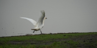 Samsun’da yaban hayatına merhamet eli