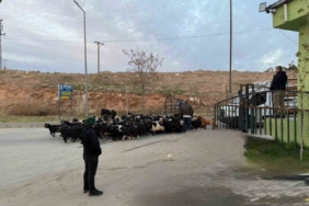 Şap hastalığı nedeniyle kapalı olan Siirt Hayvan Pazarı açıldı