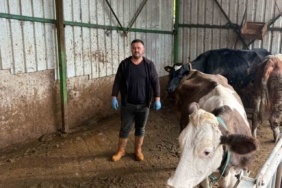 Şap hastalığına bir hayvanını daha verdi