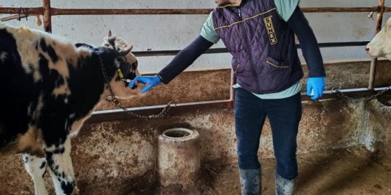 Şap hastalığına karşı aşılama çalışması yapıldı