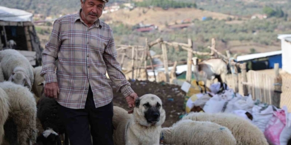 Şap karantinası meraları boşalttı