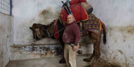 Şap karantinası nedeniyle iptal edilen deve güreşleri sektörde sıkıntıya neden oldu