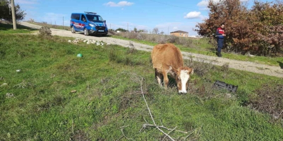 Saray’da kaçak yollarla getirilen 9 büyükbaş hayvan kesime gönderildi