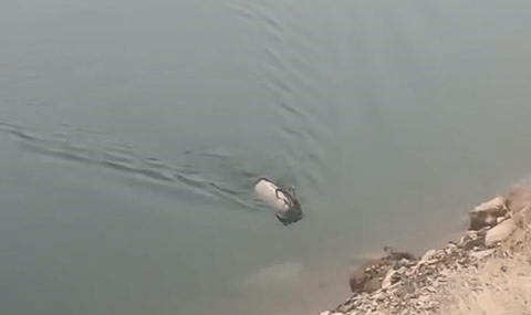 Sarp kayalıkların ustası baraj gölünde yüzerken görüldü