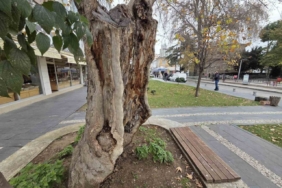Şehirdeki 20 anıt ağaçtan biri olan çınar, gövdesi olmadan dış kabuğu üzerinde duruyor