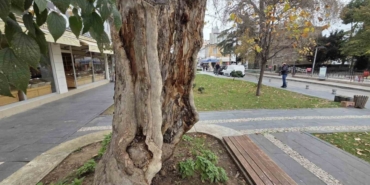 Şehirdeki 20 anıt ağaçtan biri olan çınar, gövdesi olmadan dış kabuğu üzerinde duruyor
