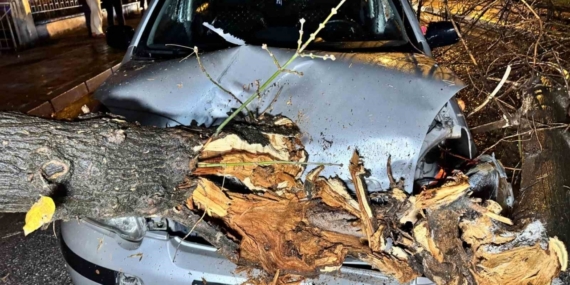 Seyir halindeki otomobilin üzerine ağaç devrildi