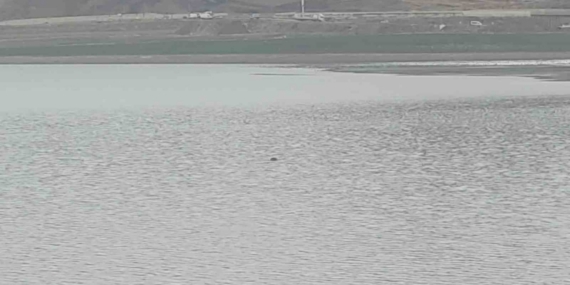 Sıhke Göleti’ne giren inek telef oldu