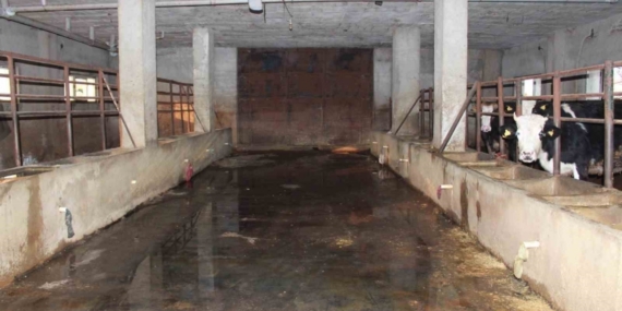 Siirt’te 3 buçuk ayda 54 büyükbaş hayvanı telef olan besicinin zararı 8 milyon lirayı buldu