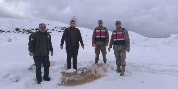 Siirt’te yaban hayvanlarına 750 kilo besi yemi bırakıldı